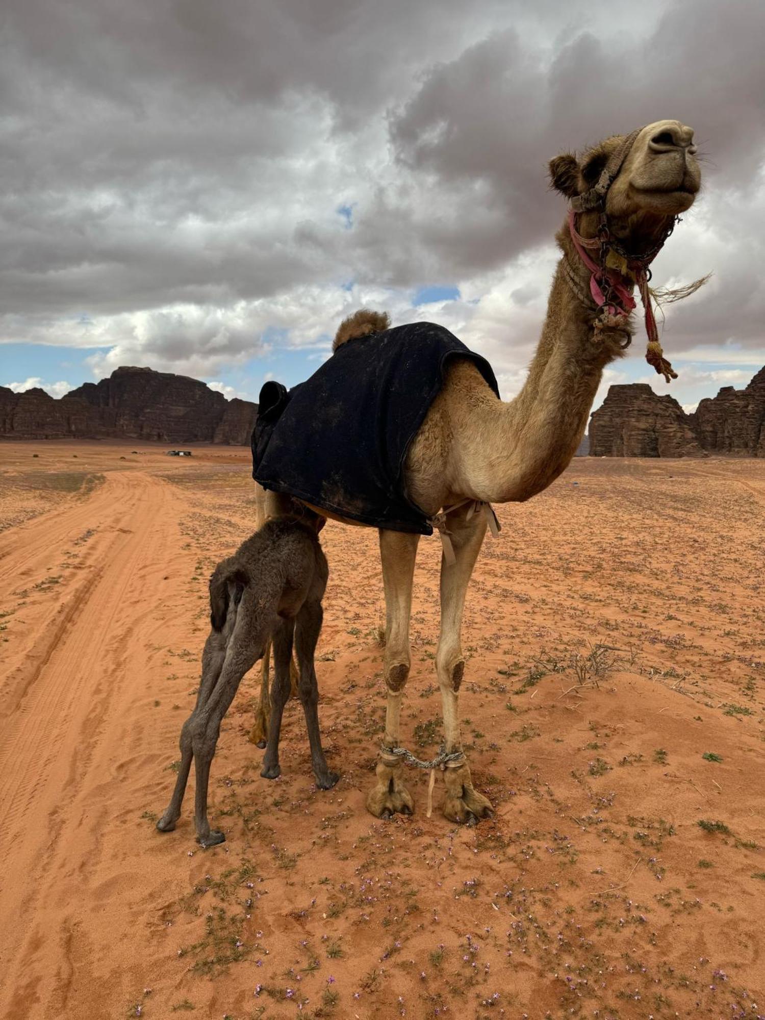 Sunrise Luxury Camp Hotell Wadi Rum Eksteriør bilde